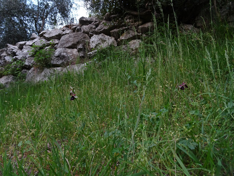 Ophrys bertolonii subsp. benacensis